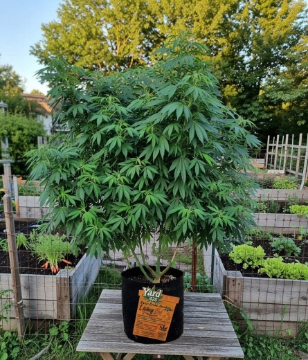 Grow Bucket Living Soil organic